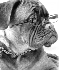 LPP dog with reading glasses LPP dog with reading glasses